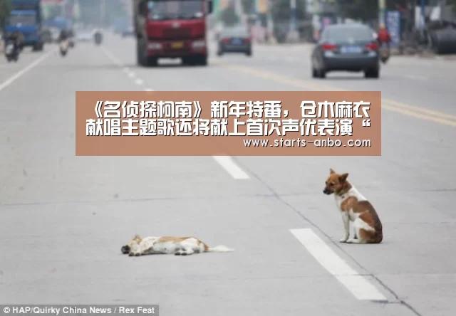 《名侦探柯南》新年特番,仓木麻衣献唱主题歌还将献上首次声优表演“安博官方网站”(图2) ANBO体育APP下载